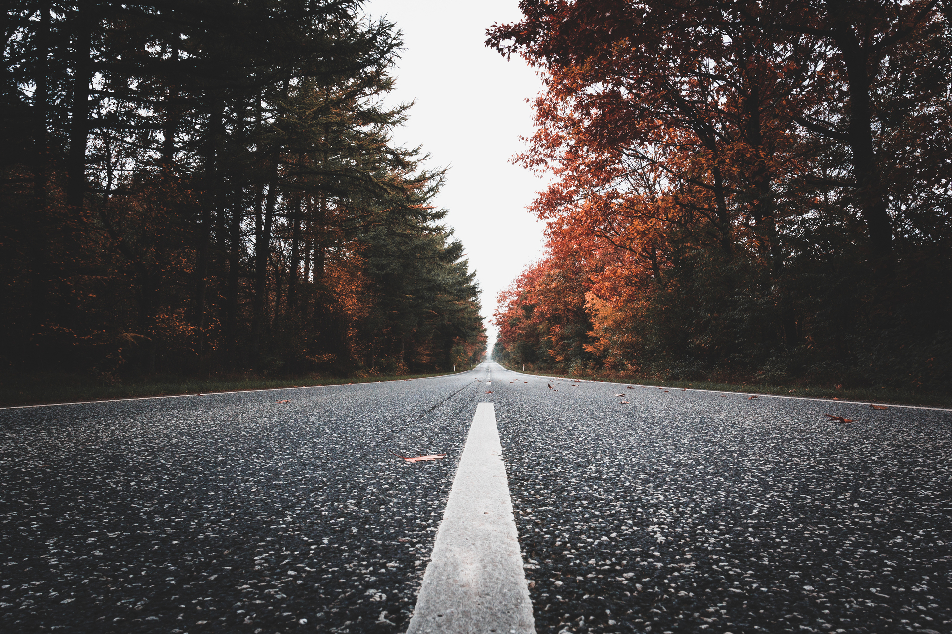 medium vecteezy road through colorful trees 1240885 medium